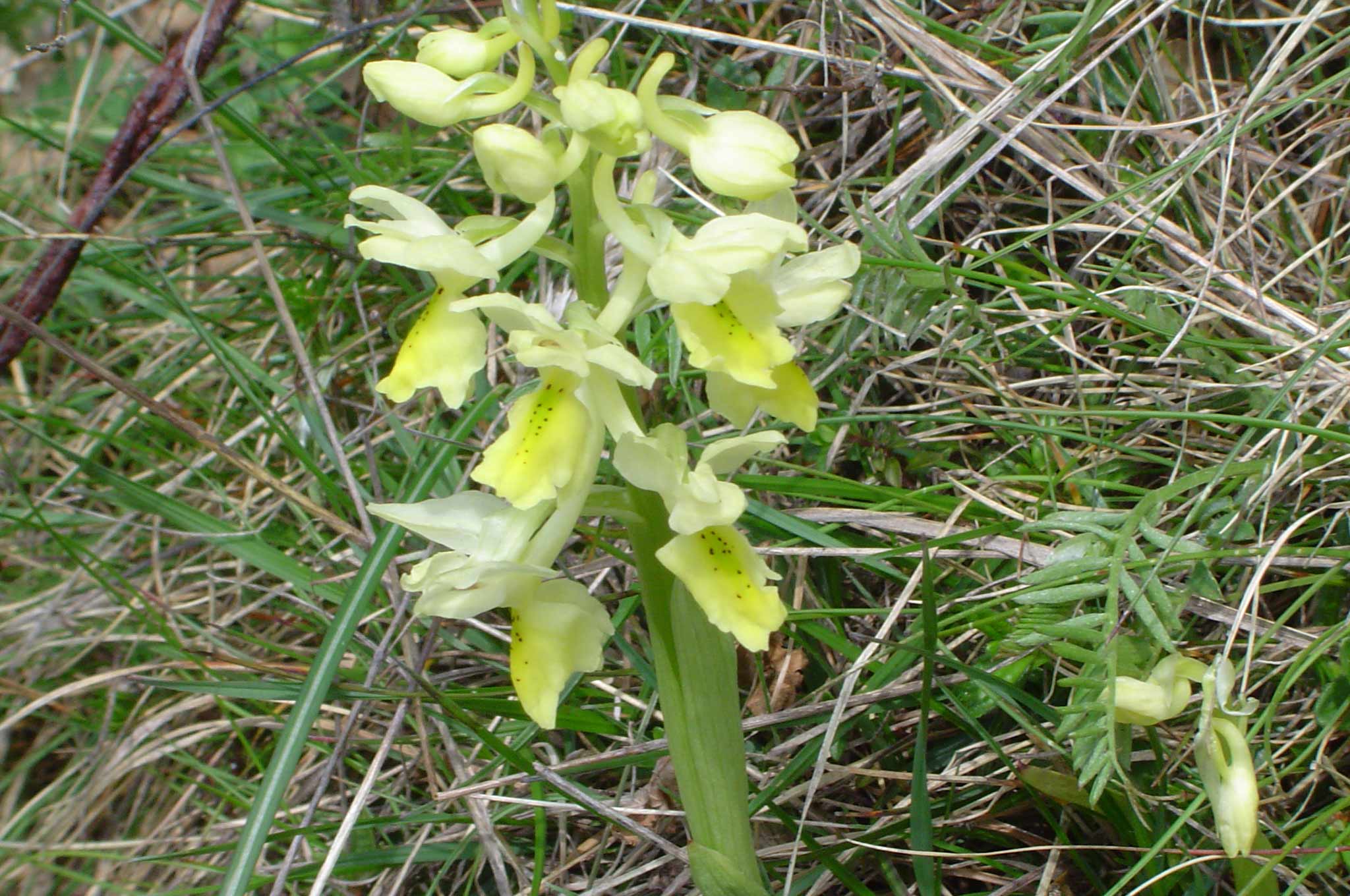 Orchis pauciflora, Montieri - GR