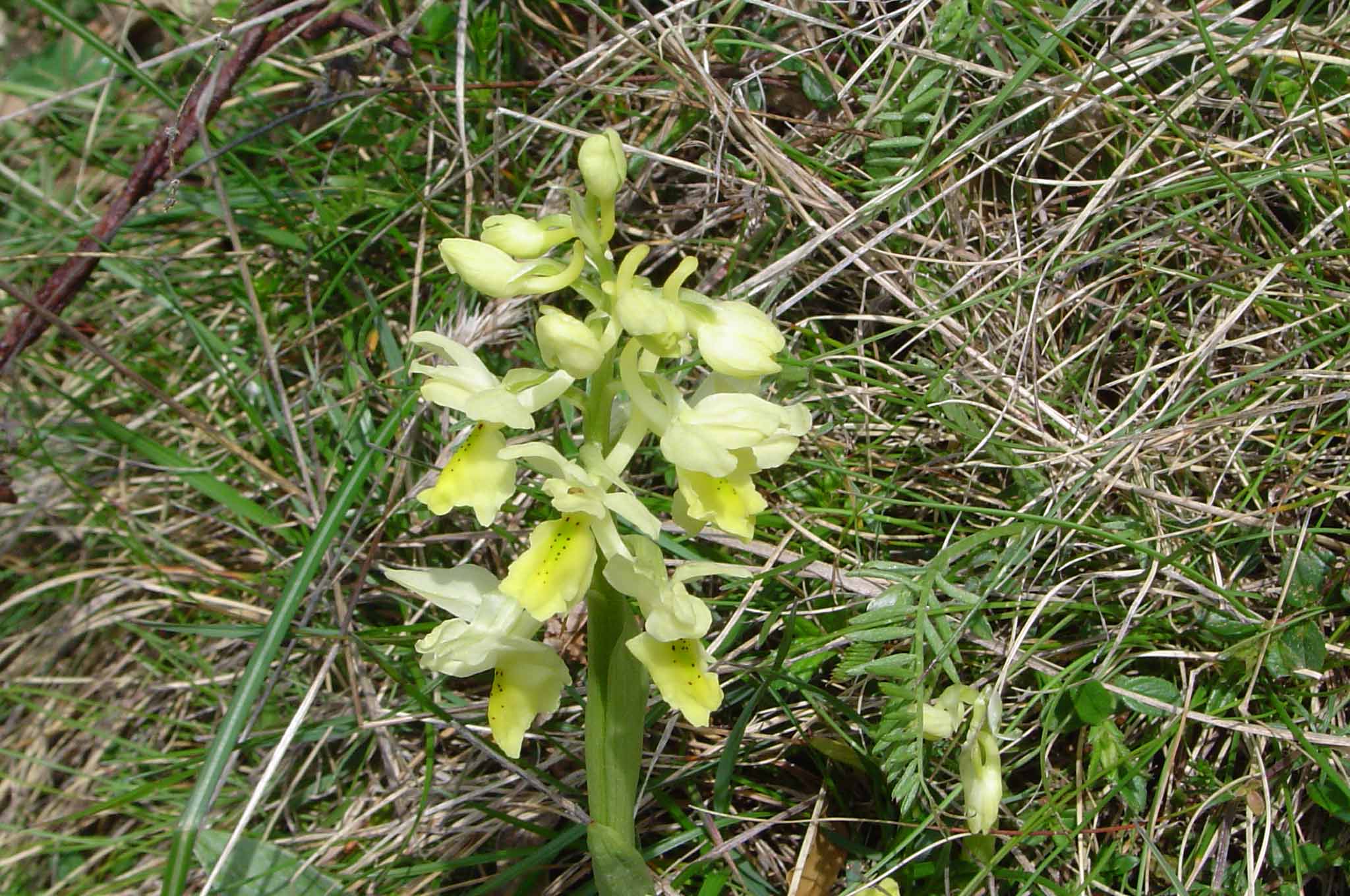 Orchis pauciflora, Montieri - GR