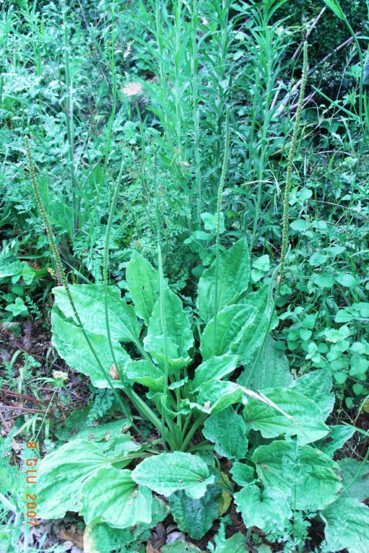 Plantago major