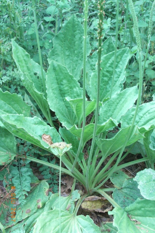 Plantago major