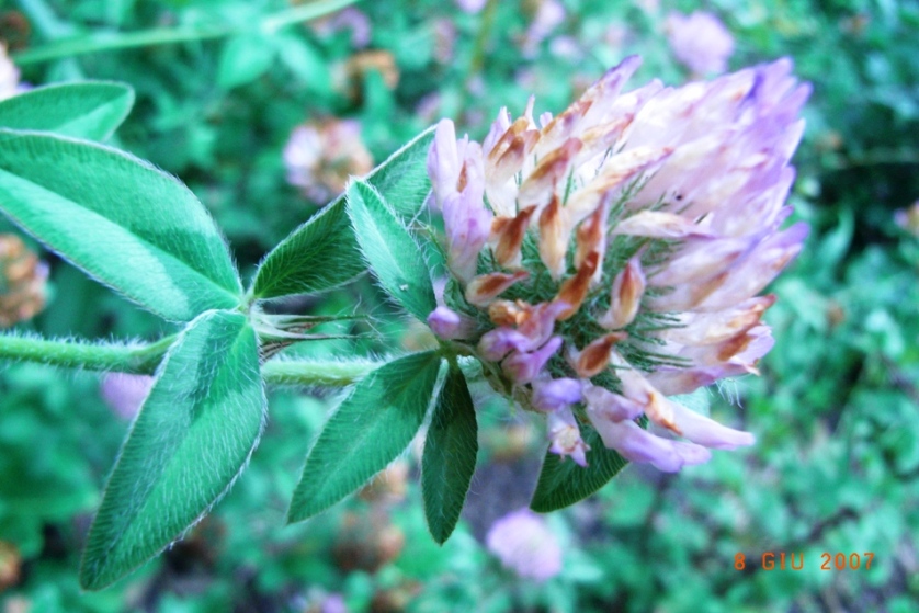 Trifolium pratense