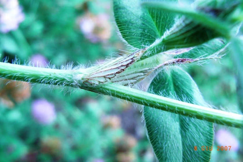 Trifolium pratense