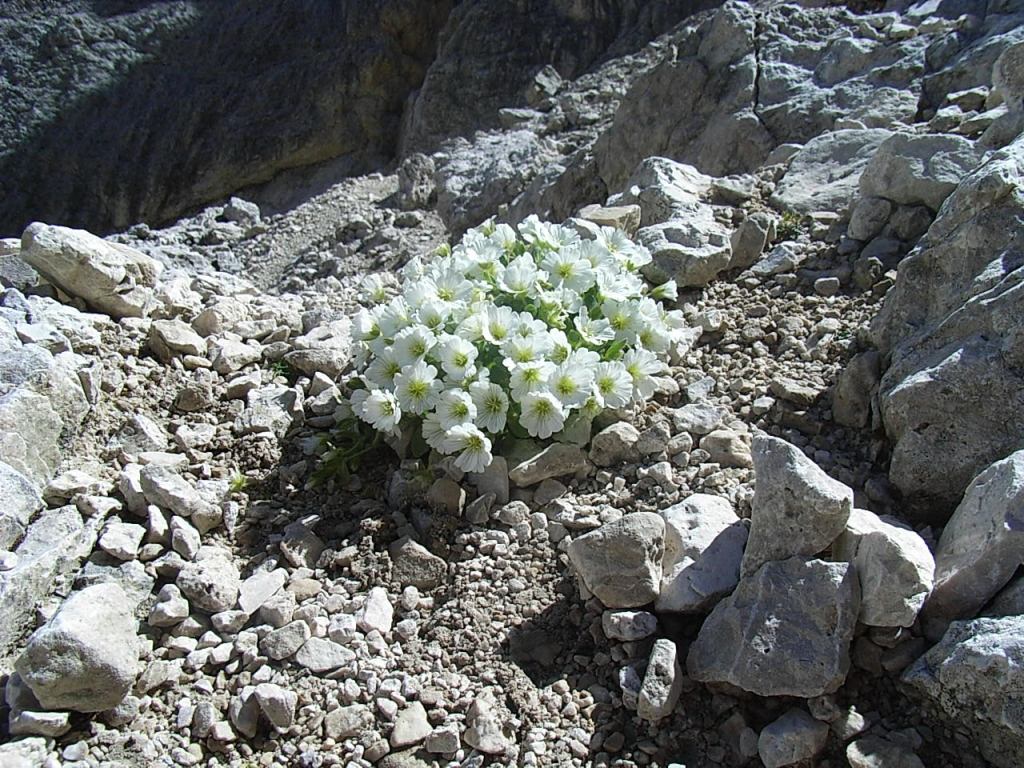 da determinare -  Cerastium?