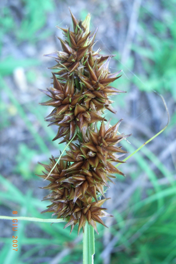 Carex otrubae