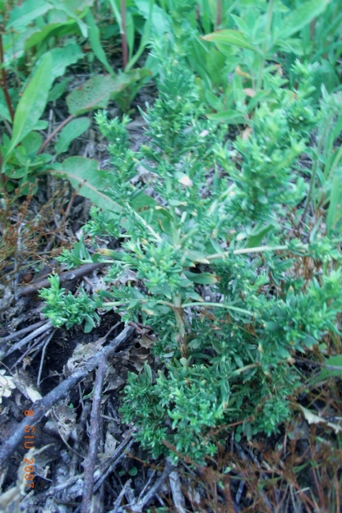 Lythrum hyssopifolia