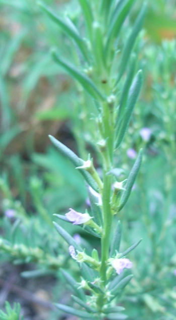 Lythrum hyssopifolia