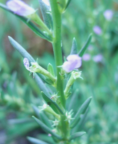 Lythrum hyssopifolia