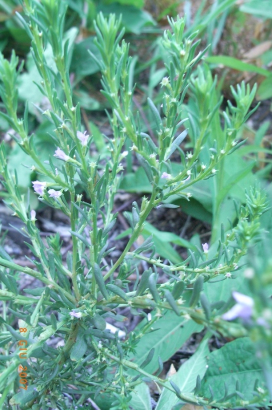 Lythrum hyssopifolia