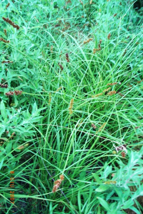 Carex otrubae