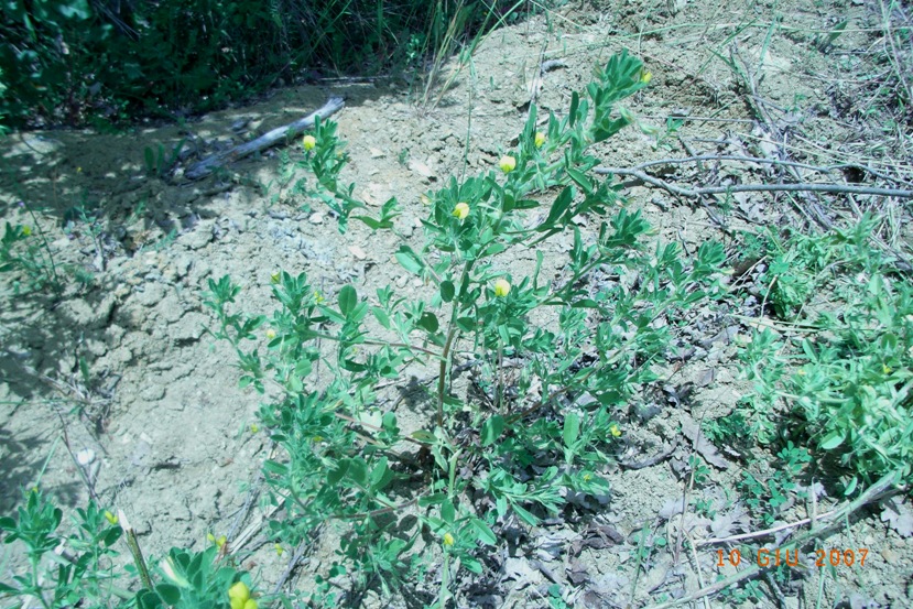 Ononis breviflora (= O.viscosa subsp. breviflora) / Ononide a fiori brevi