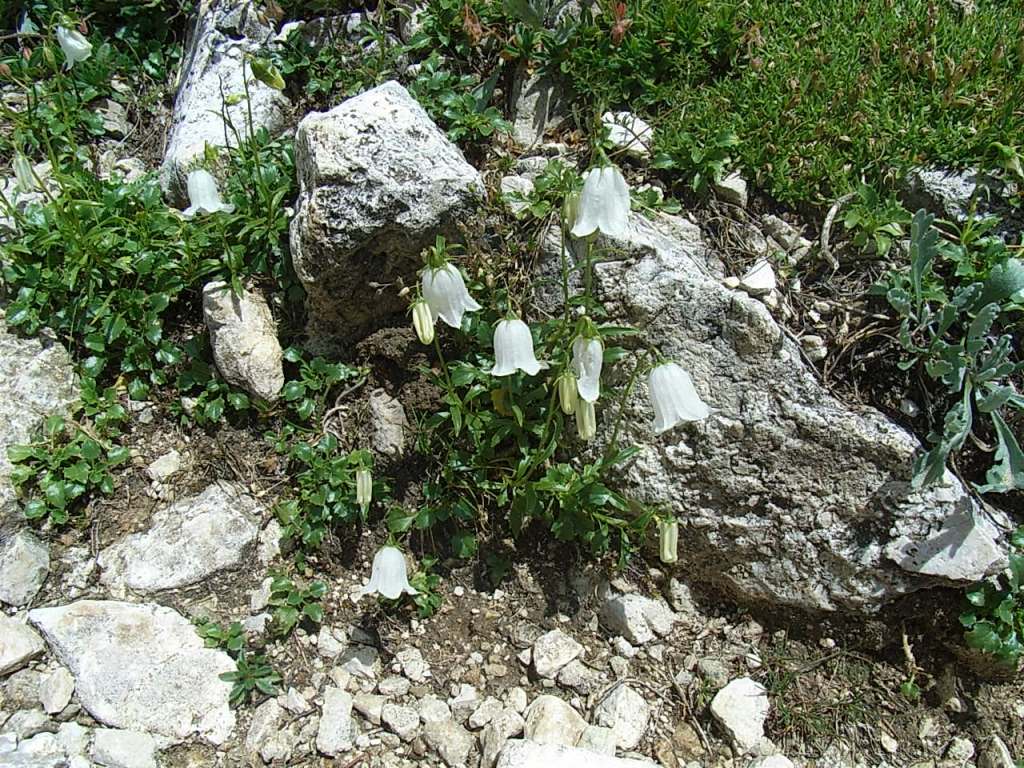 Campanula...bianca - Campanula cochleariifolia