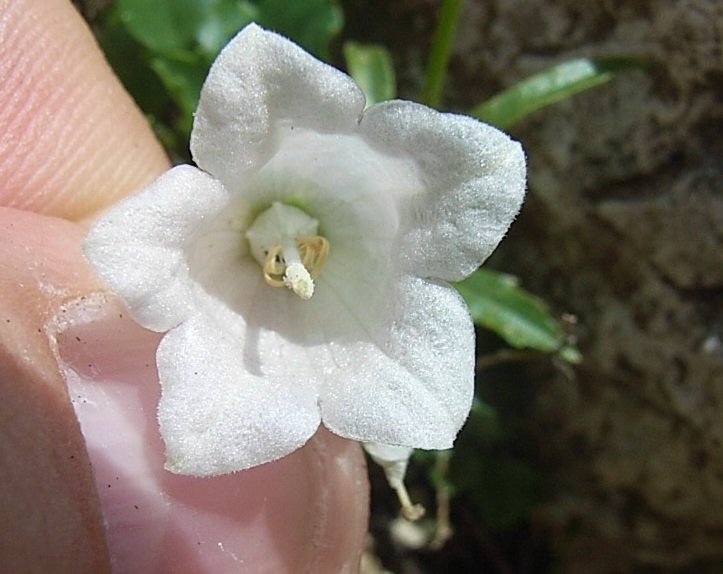 Campanula...bianca - Campanula cochleariifolia