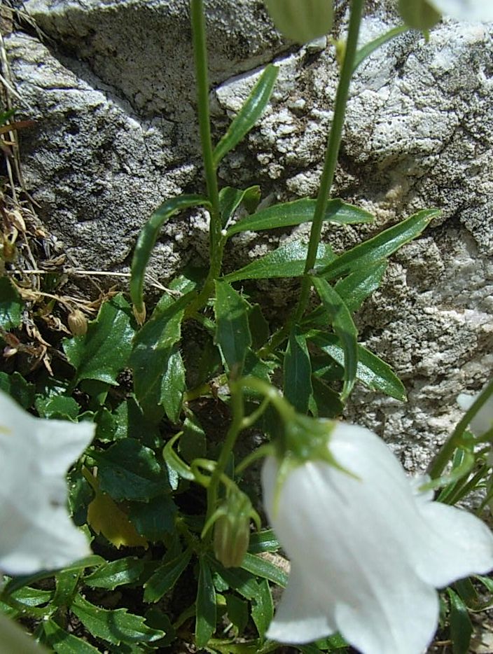 Campanula...bianca - Campanula cochleariifolia