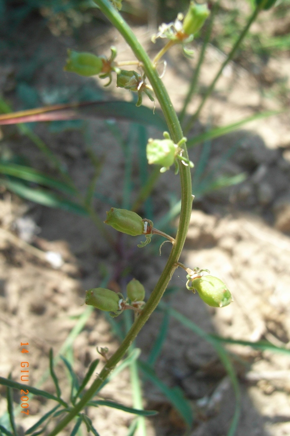 Reseda lutea