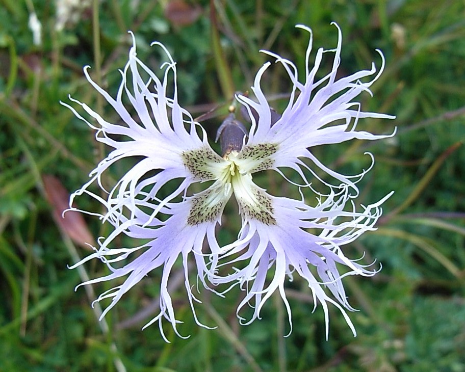 Dianthus superbus