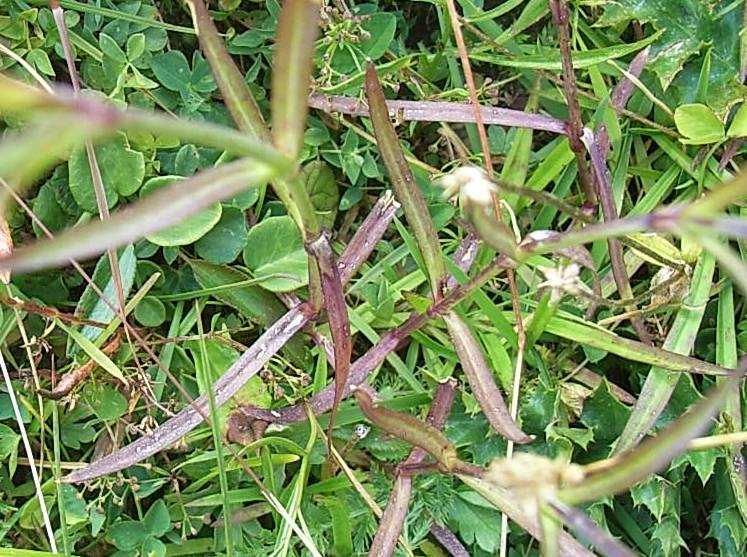 Dianthus superbus