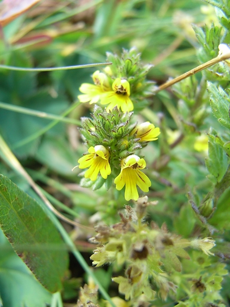 Tozzia? no, Euphrasia sp.