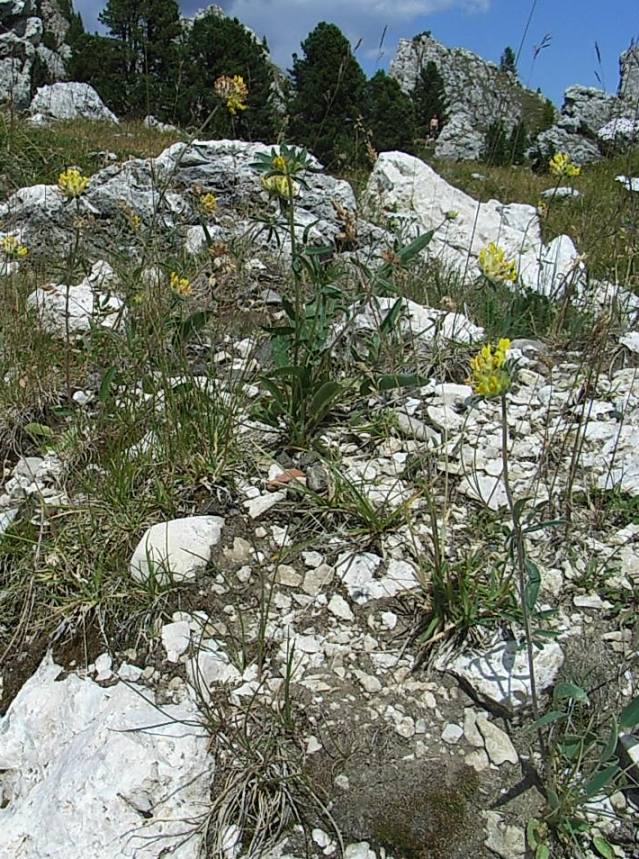 Anthyllis vulneraria sl.