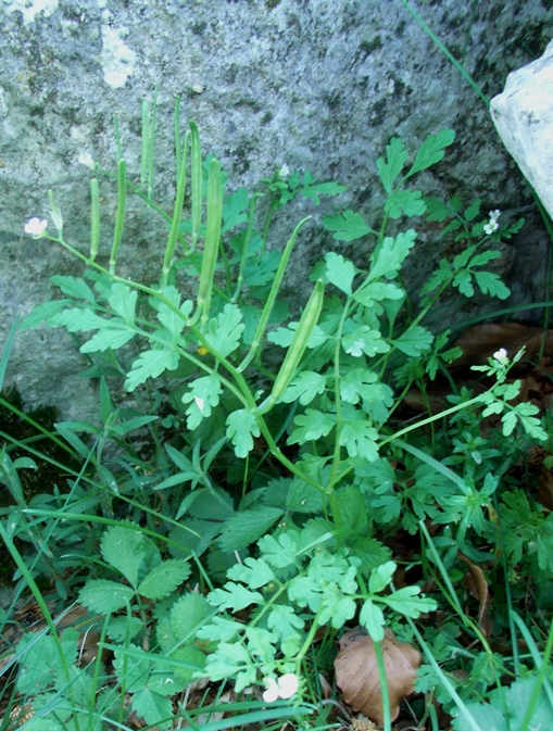 Cardamine graeca