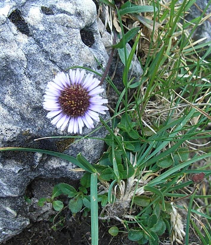 Aster o Erigeron? - Erigeron cfr.uniflorus