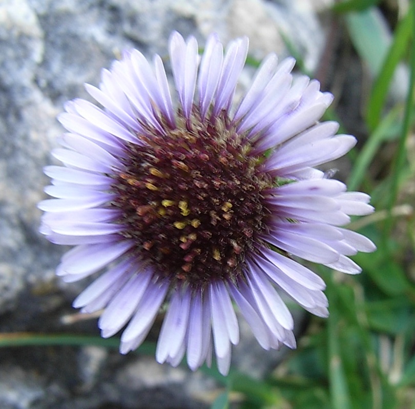 Aster o Erigeron? - Erigeron cfr.uniflorus