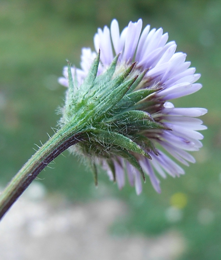 Aster o Erigeron? - Erigeron cfr.uniflorus