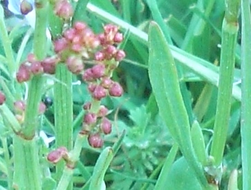 Rumex acetosella sl.