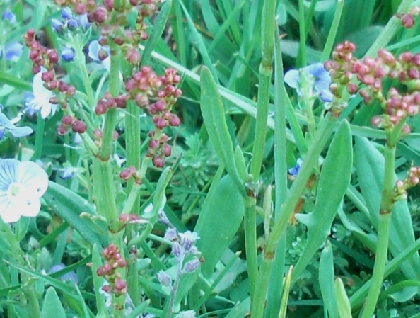 Rumex acetosella sl.