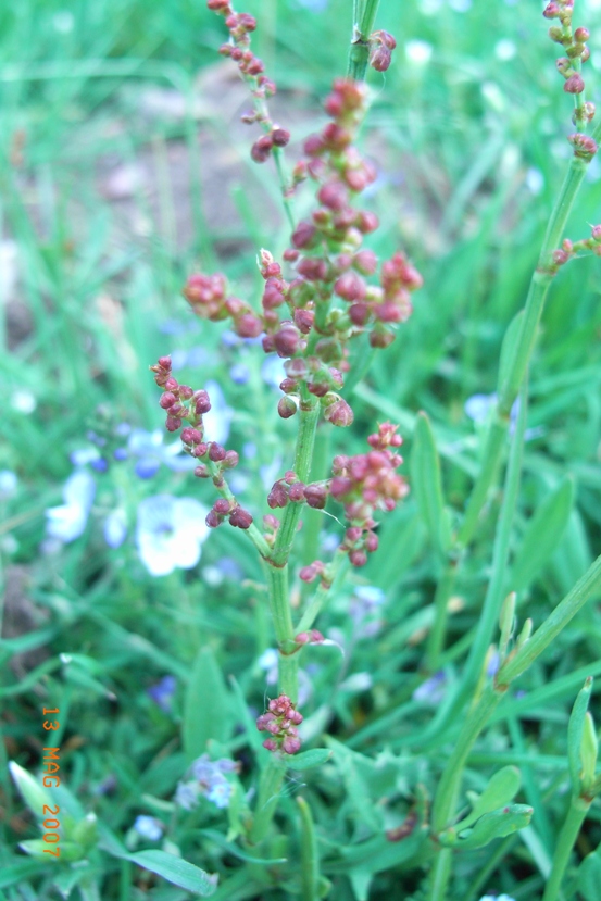 Rumex acetosella sl.