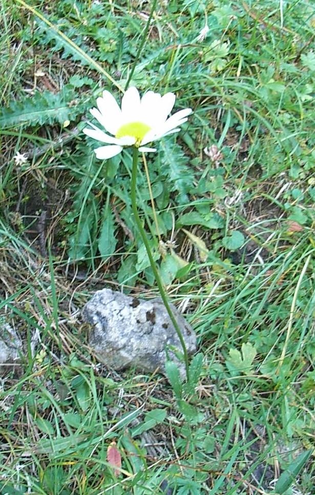 Asteracea alpina - Leucanthemum sp.