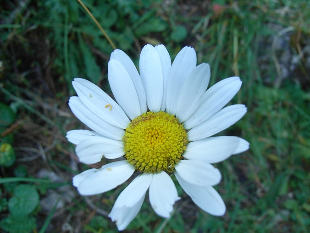 Asteracea alpina - Leucanthemum sp.