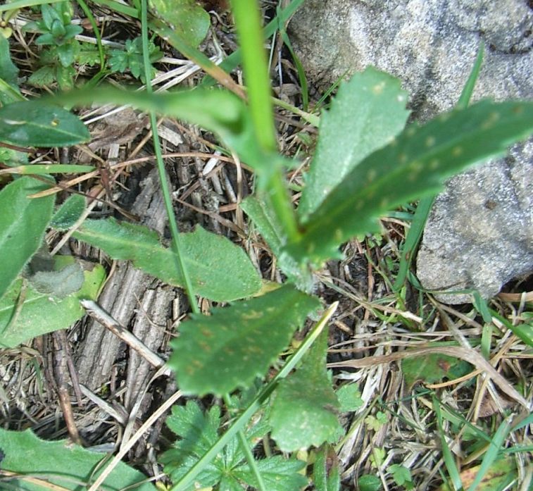 Asteracea alpina - Leucanthemum sp.