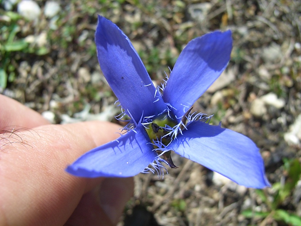 Gentianopsis ciliata