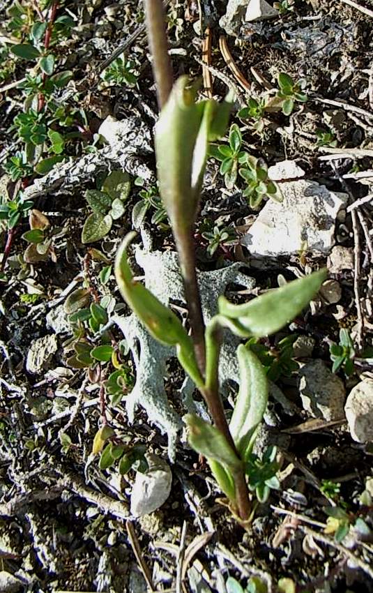 Gentianopsis ciliata