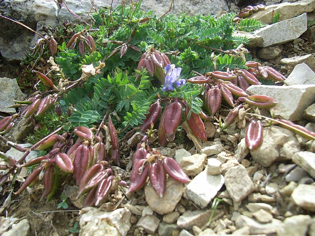 Astragalus - no, Oxytropis sp