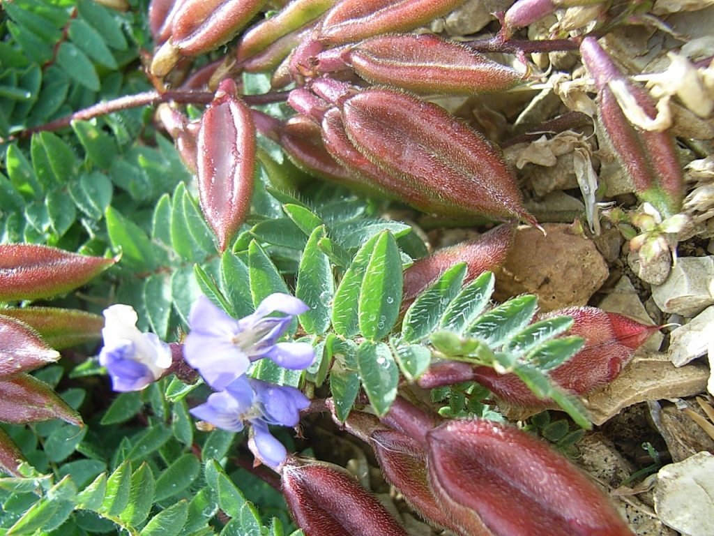 Astragalus - no, Oxytropis sp