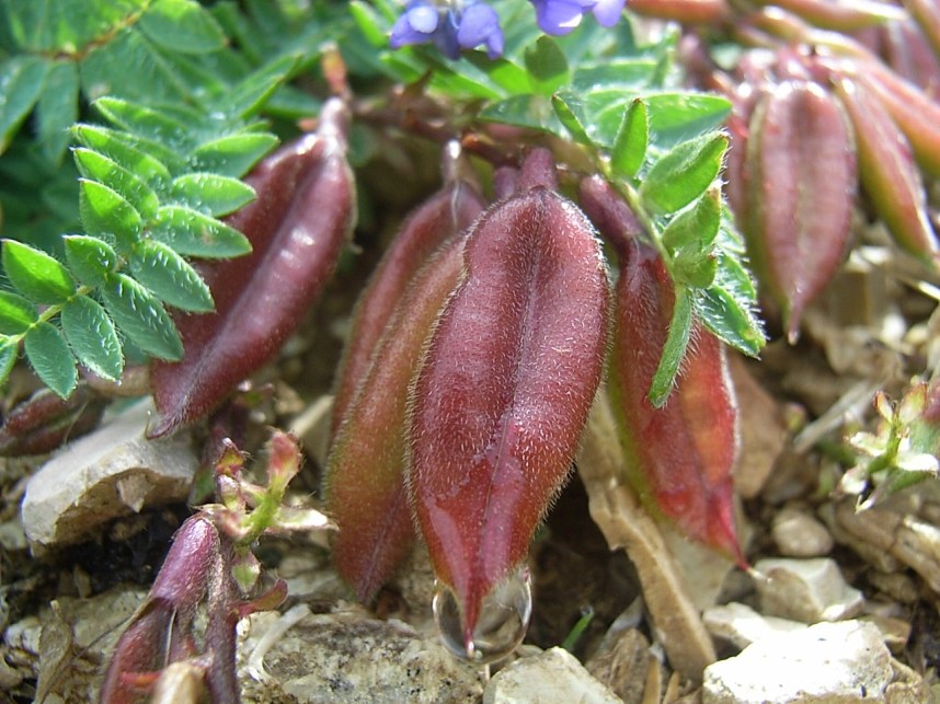 Astragalus - no, Oxytropis sp