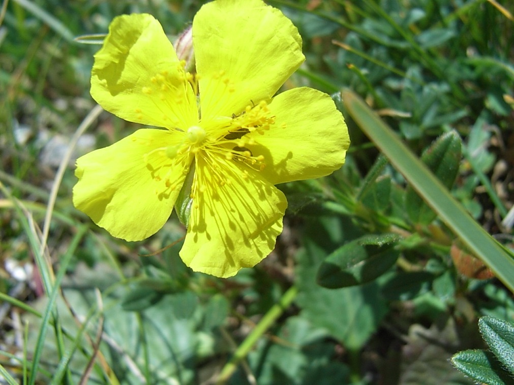 Helianthemum nummularium