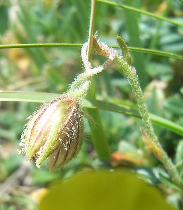 Helianthemum nummularium