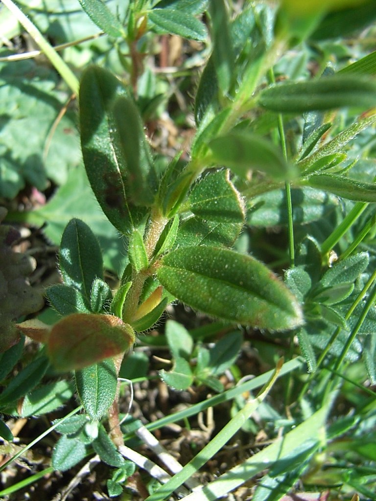 Helianthemum nummularium