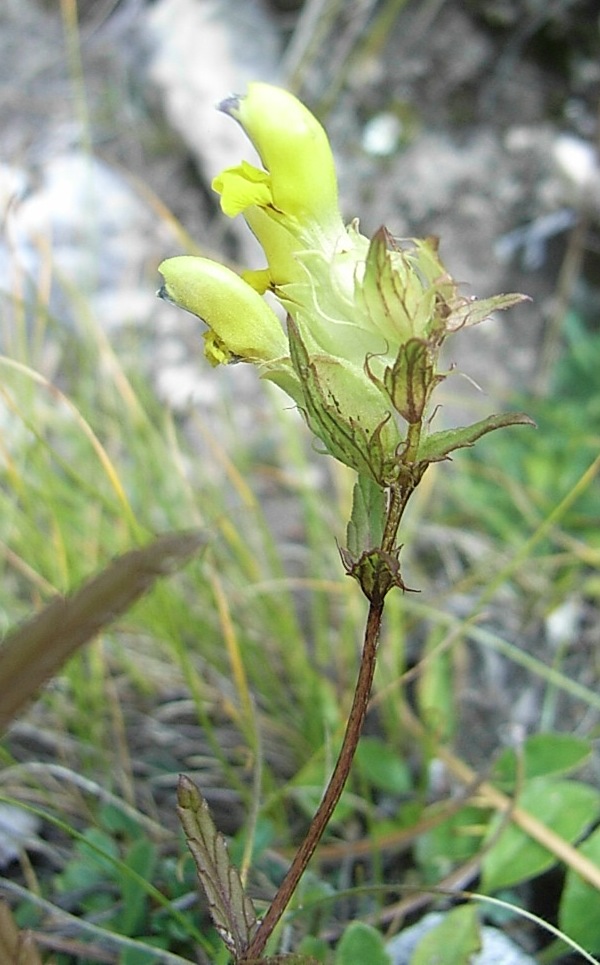 Rhinanthus