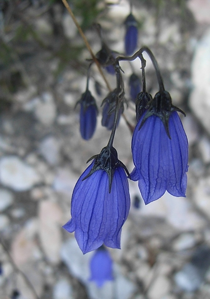 Campanula cespitosa  / Campanula cespitosa