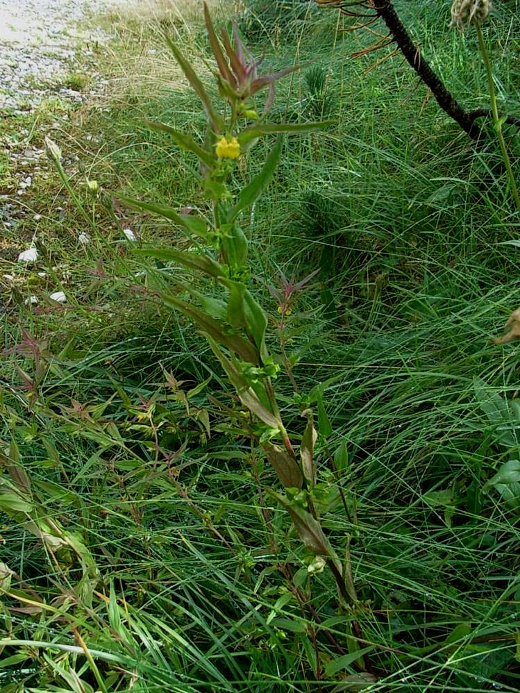 Melampyrum sylvaticum / Spigarola delle foreste