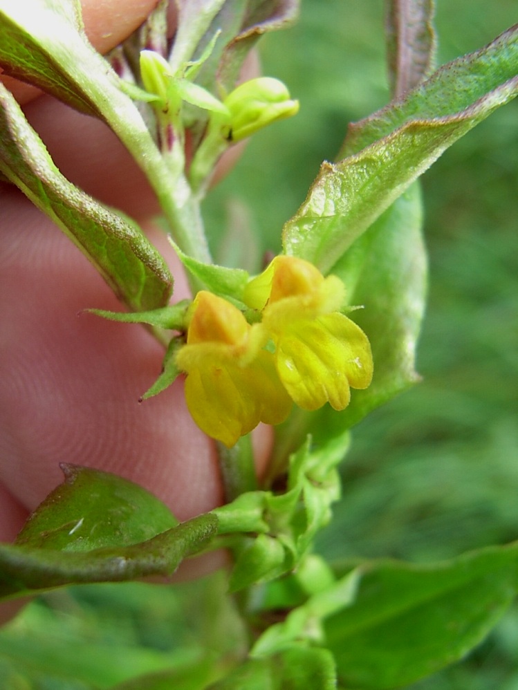 Melampyrum sylvaticum / Spigarola delle foreste