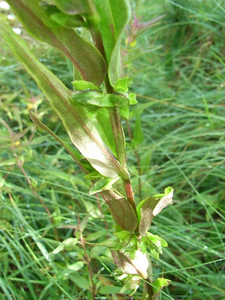 Melampyrum sylvaticum / Spigarola delle foreste