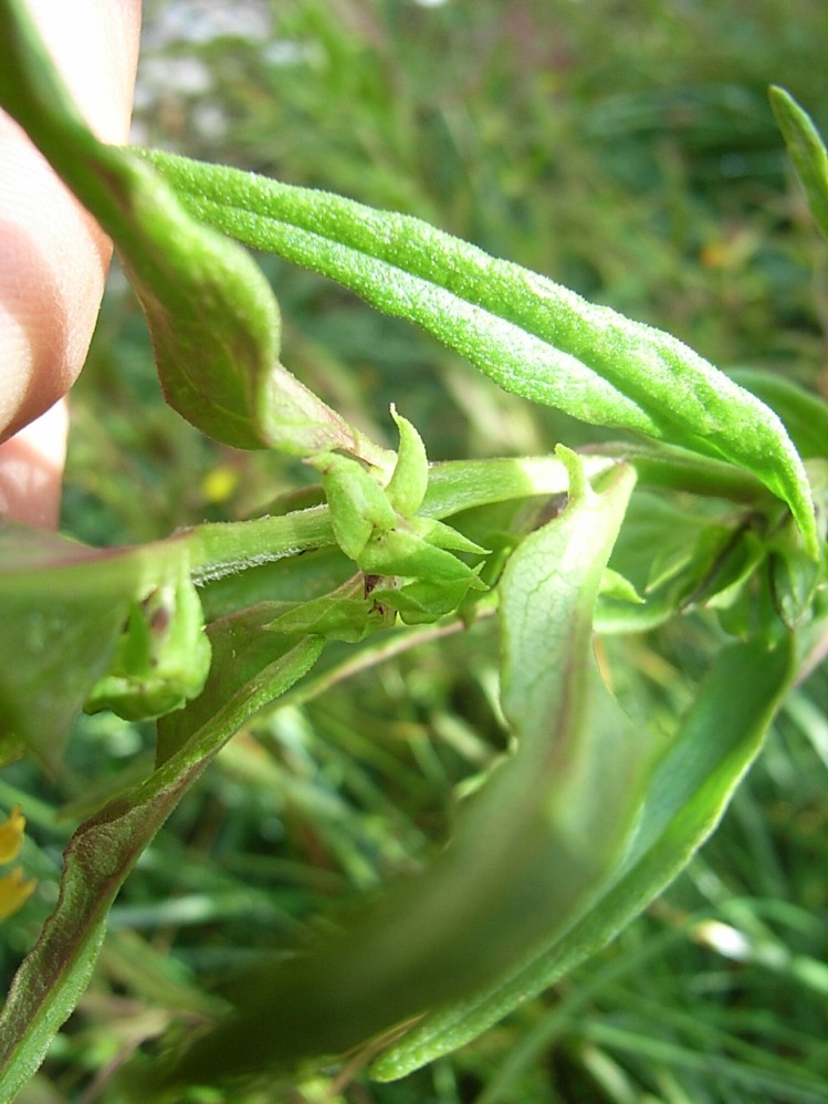 Melampyrum sylvaticum / Spigarola delle foreste