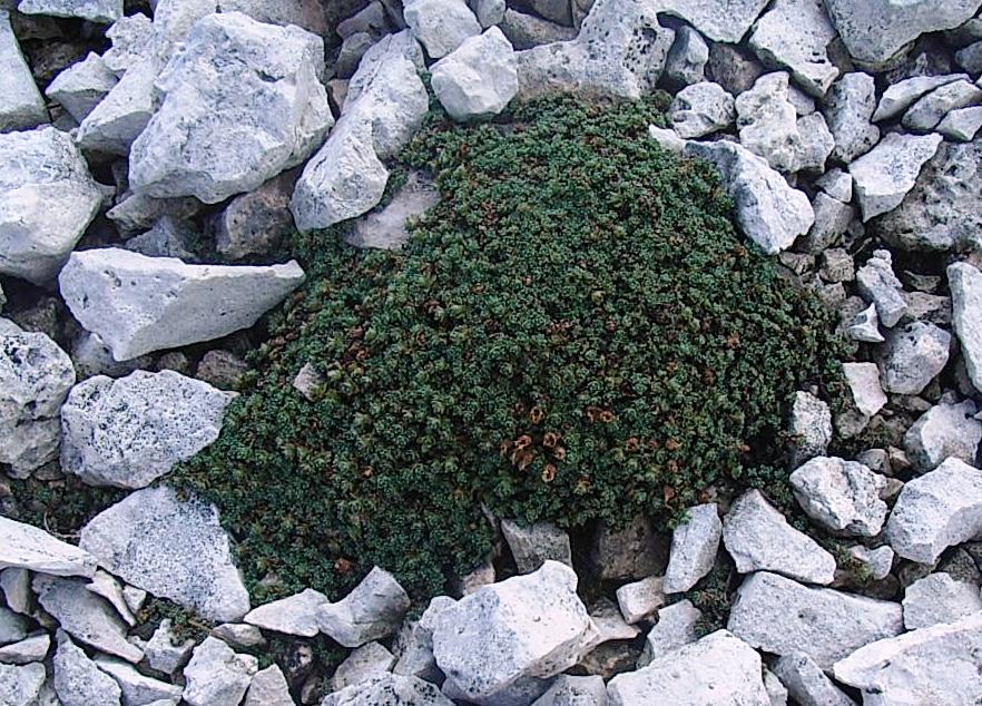 fitto tappeto - Saxifraga oppositifolia