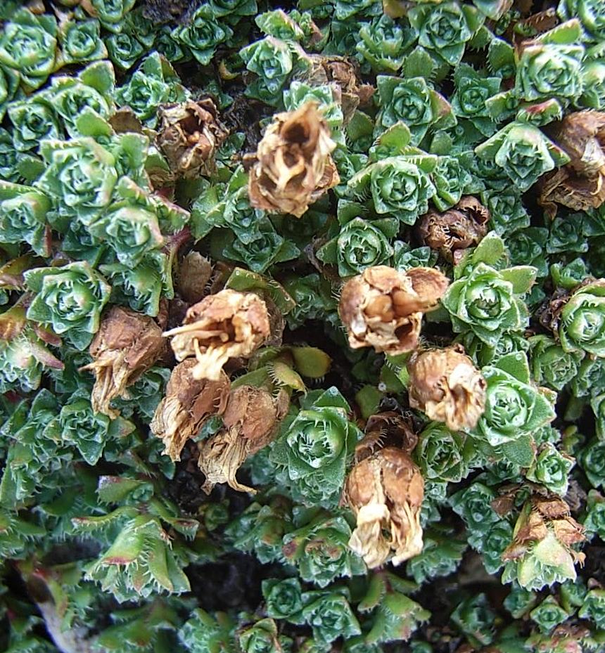 fitto tappeto - Saxifraga oppositifolia