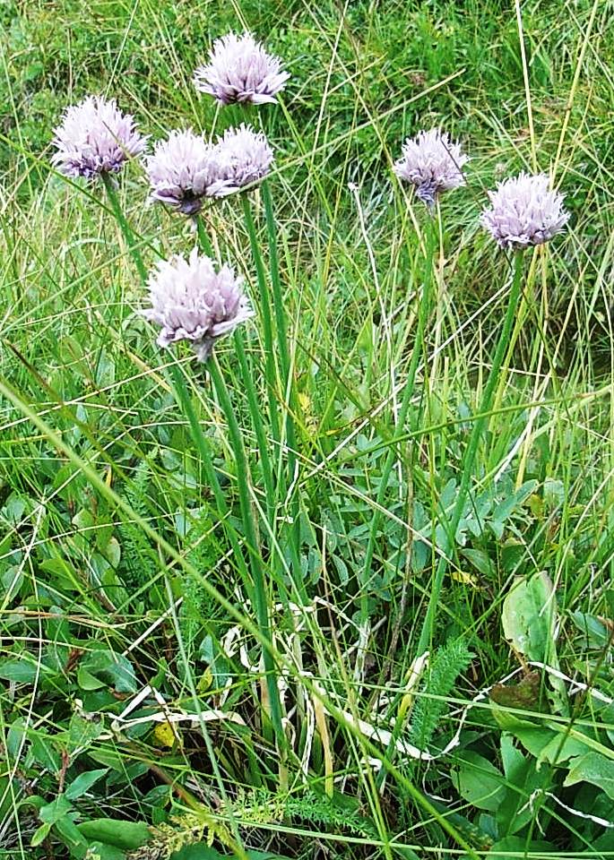 Allium schoenoprasum