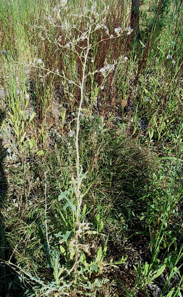 Lactuca sativa subsp. serriola